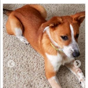 Meet your Posher, Joe